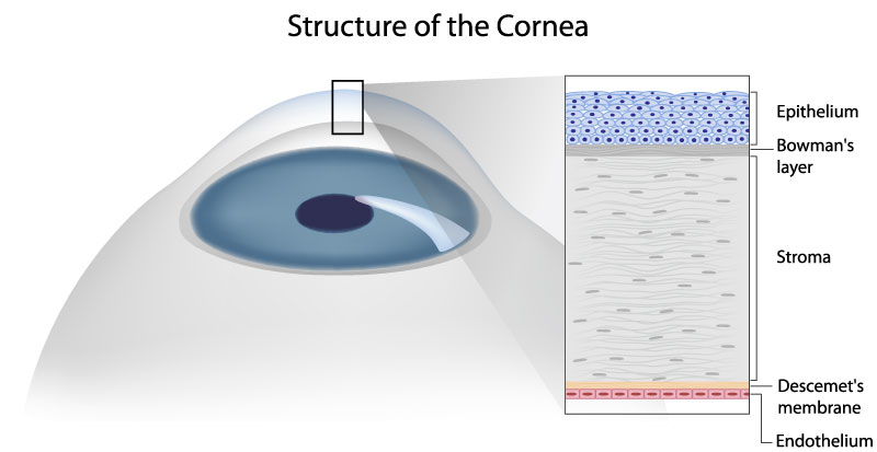 Cornea Structure Diagram